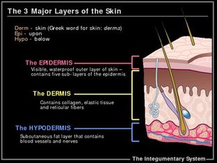 About - The Integumentary System